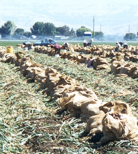 Fresh Onion Harvest