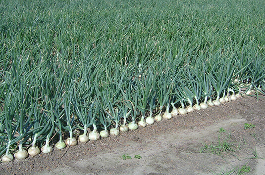 row of onions in the field