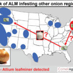 Allium leafminer potential path