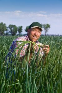 David Peri in onion field