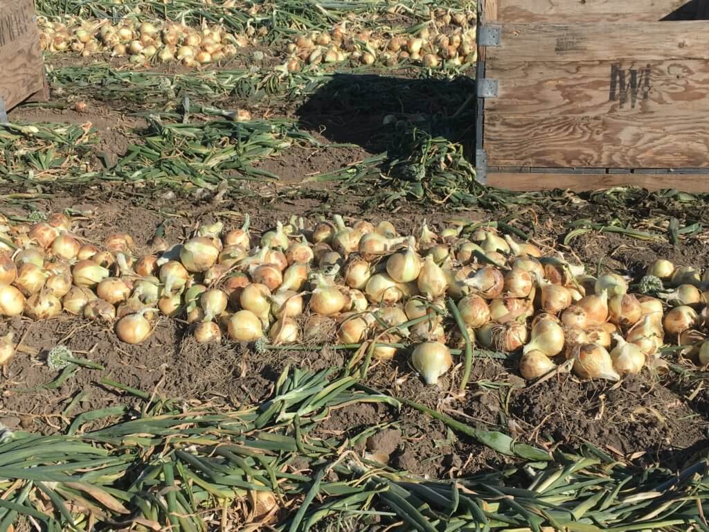 Walla Walla sweet onions in the field