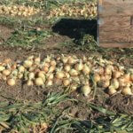 Walla Walla Sweet Onions in a field