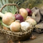 harvested onions in basket