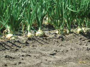 onions in field