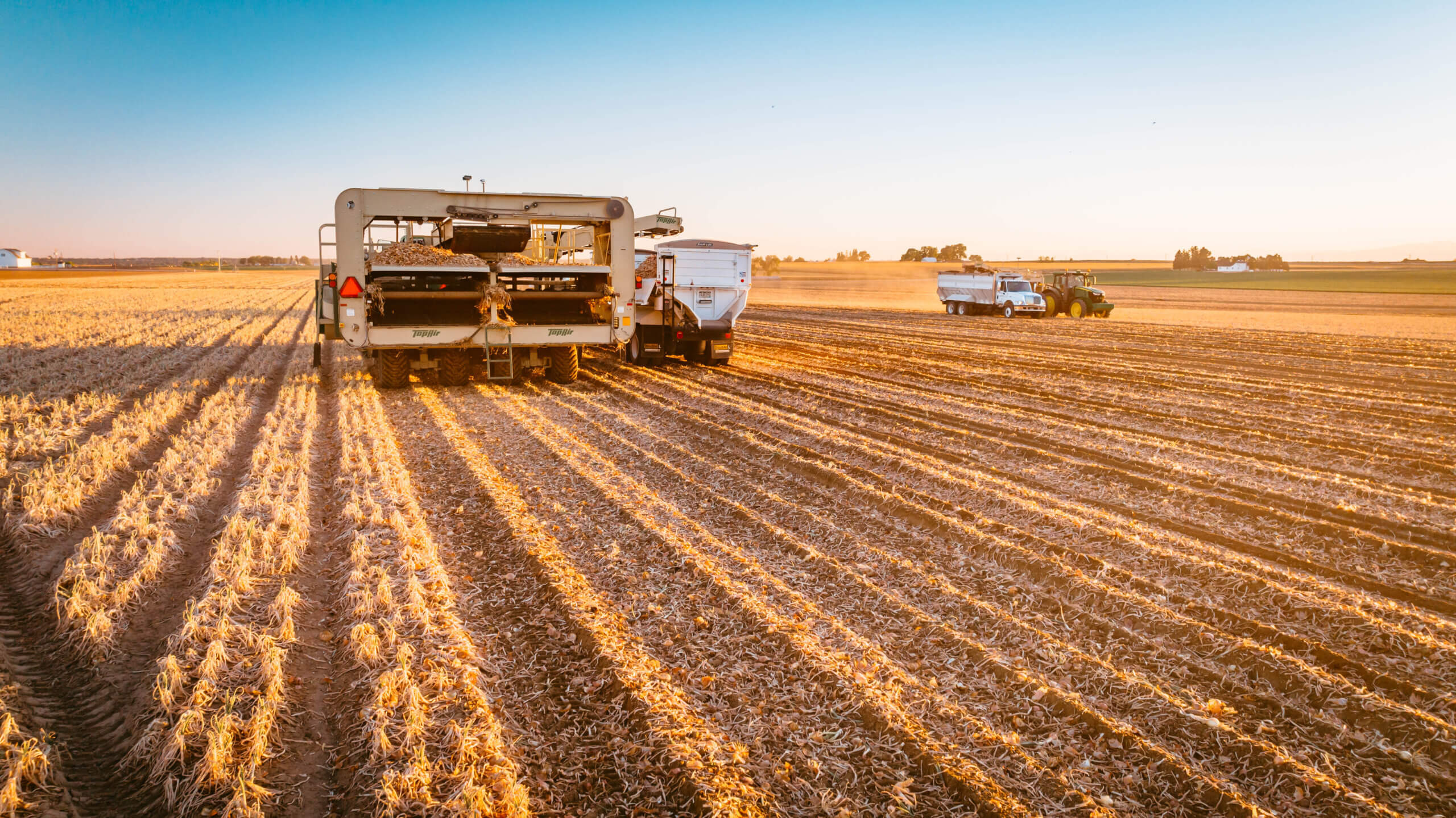 Onion harvest time at Fagerberg Produce